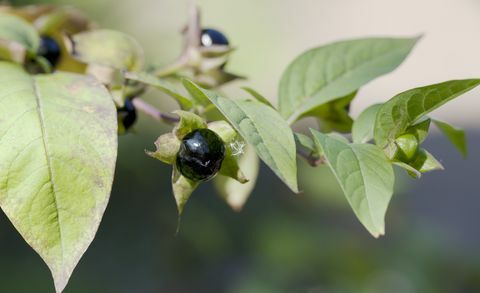 Nightshade (Atropa bella-donna) التوت