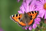 يريد David Attenborough أن نشارك جميعًا في مسابقة Big Butterfly Count 2017 هذا الصيف