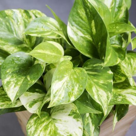 pothos epipremnum aureum أفضل النباتات المحبة للرطوبة لحمامك