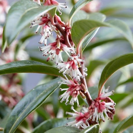 Sarcococca hookeriana