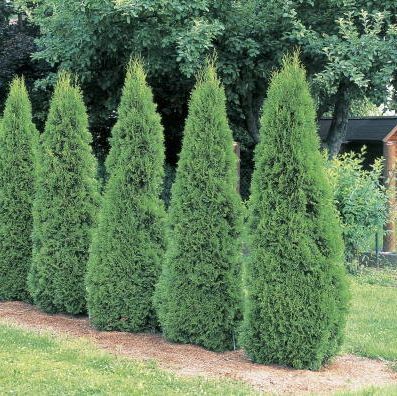 أشجار arborvitae