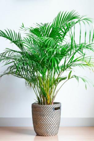 نباتات منزلية شهيرة areca palm ، chrysalidocarpus lutescens ، في سلة خوص ، معزولة أمام جدار أبيض على أرضية خشبية