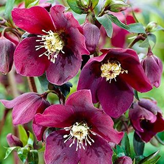 50 قطع نادرة بذور Helleborus orientalis 'Onyx Odyssey'