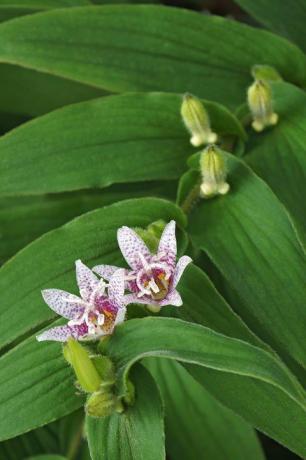 العلجوم الزنبق tricyrtis hirta المعروف أيضًا باسم الضفدع المشعر الزنبق الاسم العلمي الآخر هو tricyrtis japonica