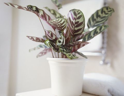 Calathea makoyana ، نبات الطاووس ينمو في وعاء من السيراميك الأبيض