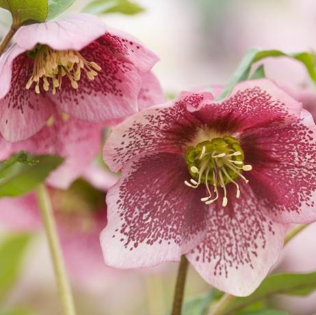 زراعة الزهور المقطوفة hellebore