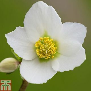 Hellebore النيجر نباتات جذر عارية