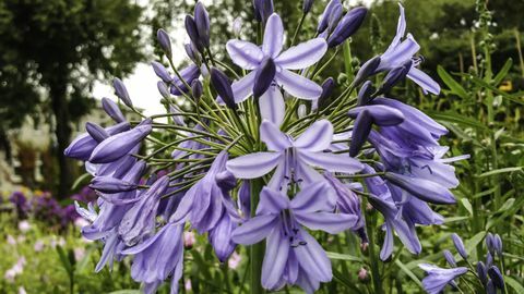 الصورة عن قرب، بسبب، أرجواني، Agapanthus، أزهر، Outdoors