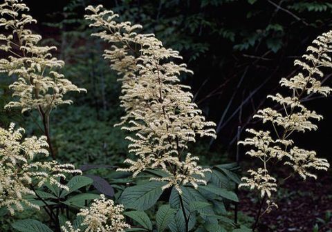 الاستوائية النباتات rodgersia-pinnata