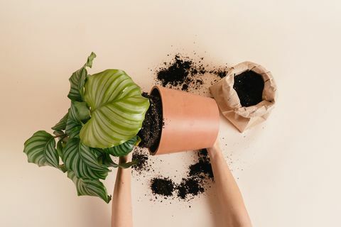 شخص repotting النبات