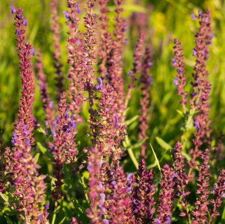 نبات الحدود ، تزهر حديقة حكيم حكيم مشترك ، حكيم الطهي ، salvia officinalis حقل من الزهور الأرجواني الطازجة الوردي الصيف مرج حكيم الخلفية