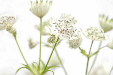 Astrantia بيضاء زهور الصيف الكبرى 