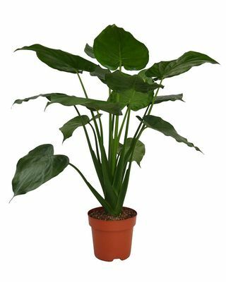 Alocasia Cuculata Houseplant