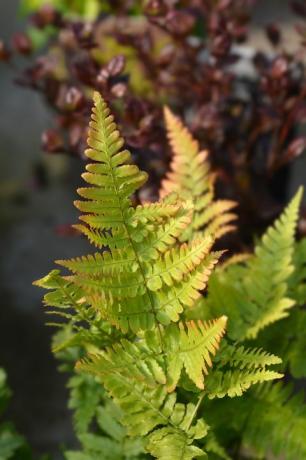 الخريف اسم السرخس اللاتينية dryopteris erythrosora