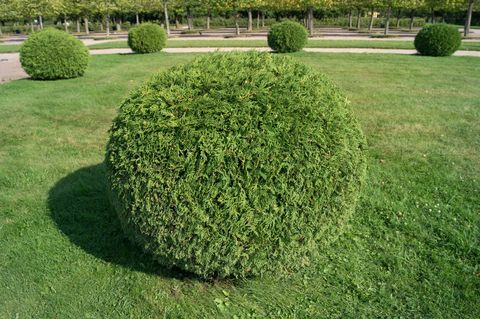 شجيرة thuja orientalis في شكل حديقة الكرة topiary. شجرة الزخرفية دائمة الخضرة