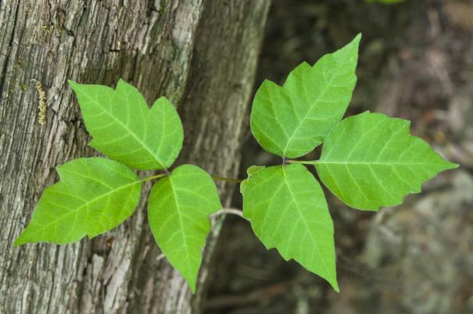 اللبلاب السام ، النبات السام rhus radicans منتصبة ، كرمة متسلقة ، أو شجيرة زائدة يمكن أن تسبب جميع أجزاء النبات التهابًا شديدًا في الجلد ، حكة ، تقرحات متغيرة للغاية في شكل ميشيغان