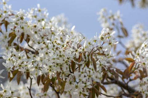 amelanchier lamarckii الشجيرات المزهرة المتساقطة ، مجموعة من الزهور البيضاء على الفروع في إزهار ، ثلجي mespilus نبات الصنف