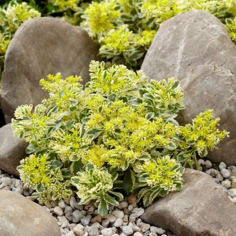 Sedum Takeimense atlantis ('Nonsitnal')