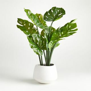 فو بوعاء Monstera