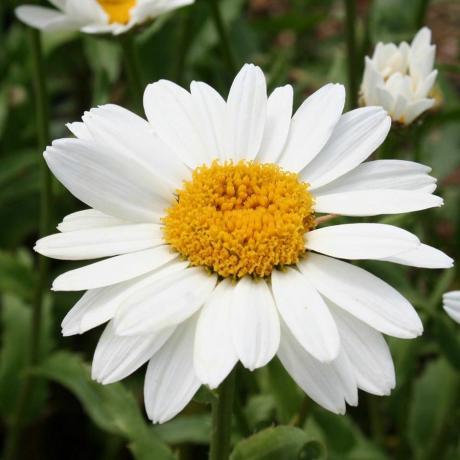 Leucanthemum × Superbum 