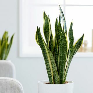 Sansevieria trifasciata فار. لورينتي