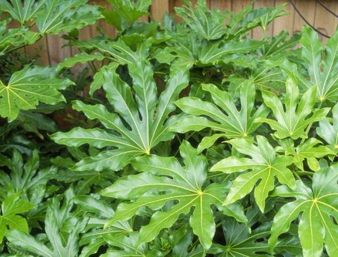 الاستوائية النباتات fatsia-تفرضه اليابان