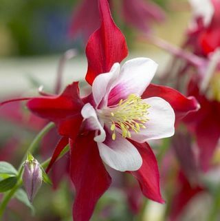 Aquilegia Red & White - بونيه الجدة ، نجمة حمراء كولومبين