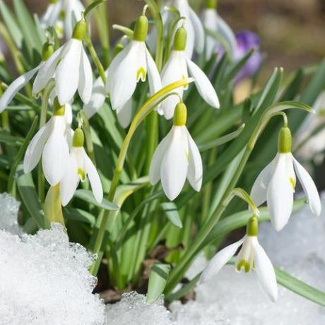 Galanthus woronowii snowdrop