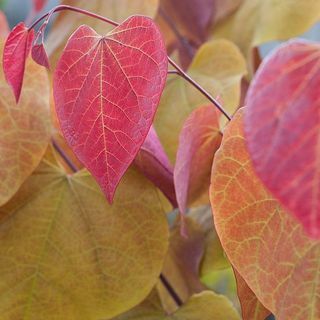 Cercis Canadensis " Eternal Flame’®