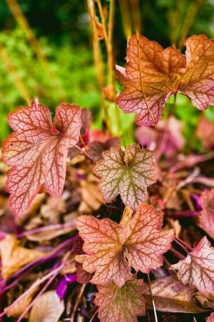 منظر عن قرب لكرنفال البطيخ heuchera في أوائل الخريف حديقة معمرة