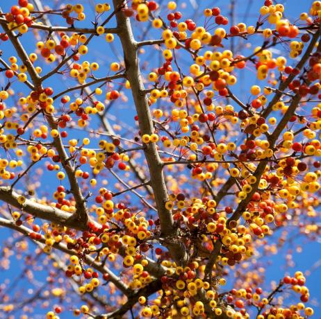 صورة مقربة للعديد من الثمار الصغيرة لشجرة التفاح اليابانية المزخرفة malus toringo في ألمانيا في شهر تشرين الثاني (نوفمبر) البارد ، عندما لا تحتوي الشجرة على أوراق بالفعل