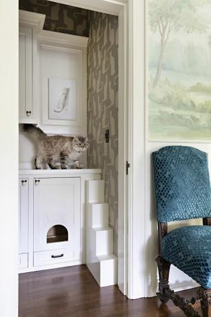 قطة تجلس على خزانة