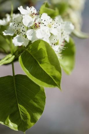 الكمثرى ، الكمثرى الكمثرى Chanticleer ، Pyrus calleryana Chanticleer ، الإزهار البيضاء على الشجرة.