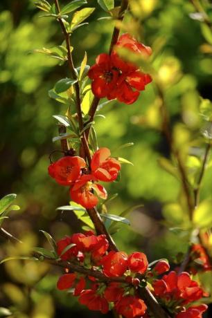 Chaenomeles (Chaenomeles) ، أزهار ، النمسا