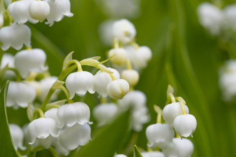 زنبق الوادي (Convallaria majalis)