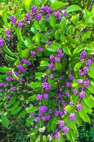 يوكوهاما 9 سبتمبر 2019 小 紫 ／ コ ム ラ サ キ ／ 紫珠 callicarpa dichotoma