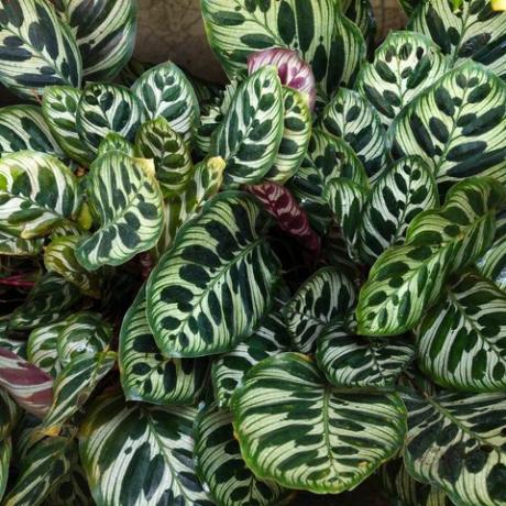 نبات calathea ، عن قرب