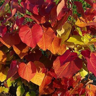 شجرة يهوذا Cercis 'اللهب الأبدي'