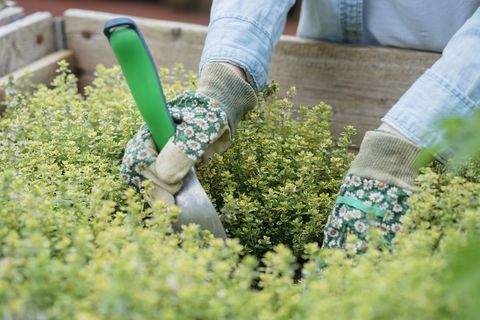 اقتصاص، ِحظ، بسبب، المرأة، الارتداء، قفازات البستنة، gardening