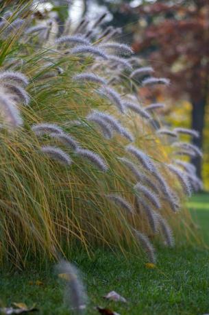 pennisetum alopecuroides hameln المزروعة عشب foxtail foxtail ينمو في الحديقة ، مجموعة خريفية جميلة للزينة من fountaingrass