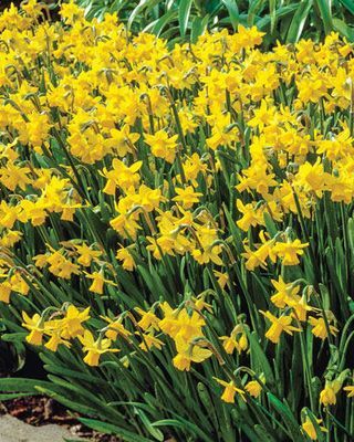 Tête-à-Tête Daffodils