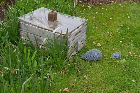 تم الكشف عن أول حديقة دائمة في شارع Hedgehog Street في المملكة المتحدة في RHS Harlow Carr ، شمال يوركشاير.