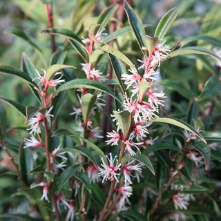 Sarcococca hookeriana var. digyna "Purple Stem"