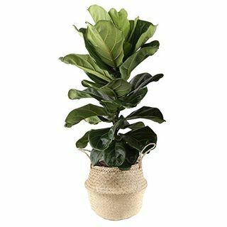 يعيش داخلي Ficus Lyrata