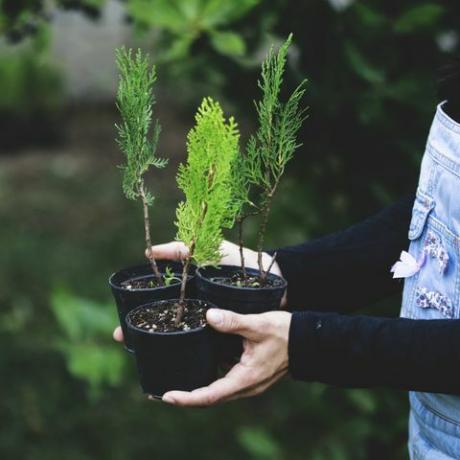 امرأة مع شجرة عيد الميلاد الصغيرة