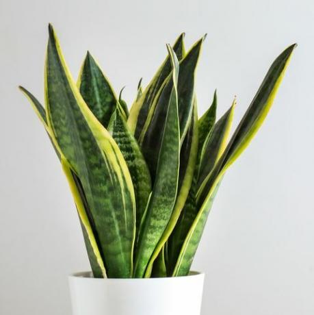 نبات sansevieria في وعاء على طاولة بيضاء