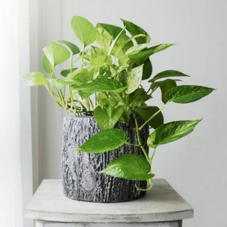 pothos الذهبي أو epipremnum aureum عند النافذة في غرفة النوم والمنزل والحديقة