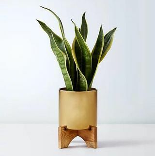 علبة Sansevieria مع حامل خشبي