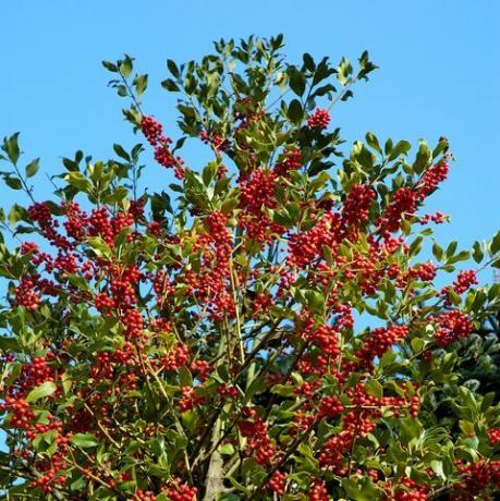 ilex aquifolium هولي أو هولي الأوروبية