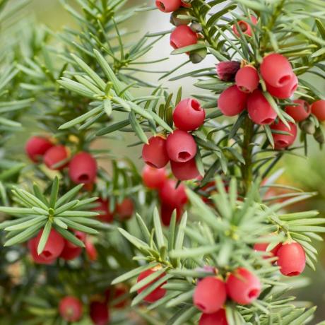 Taxus baccata الأوروبي الطقسوس هو شجيرة صنوبرية مع ثمار التوت السامة والمرة الناضجة